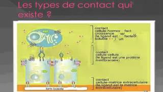 Biologie Cellulaire la lame basale [upl. by Landsman760]