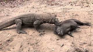 Komodo vs Wild Boar Attack Each Other [upl. by Peper493]