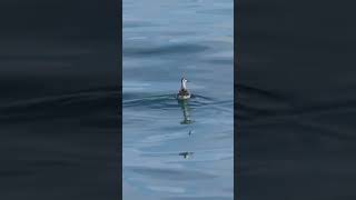 Rednecked Phalarope  Mangaluru Pelagic birdsofindiansubcontinent birdsofindia ebird birds [upl. by Okoyik]