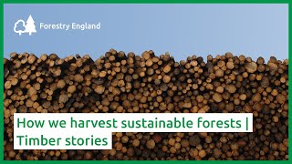 How we harvest sustainable forests  Timber stories [upl. by Atela452]