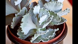 Cotyledon Undulata House Plant [upl. by Finbar]