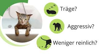 Arthrose bei der Katze Ist Ihr Tier betroffen Anzeichen erkennen und jetzt ArthroseTest machen [upl. by Yattirb385]