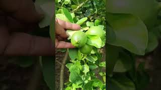 China 3 Seedless patishortvideo viralvideo youtubeshorts trendingshorts [upl. by Glassman]