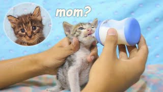 Little Kitten Cries for its Mother Cat while Bottle Feeding POOR KITTEN Nursed by Foster MOM CAT [upl. by Deach297]