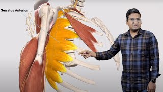 E6 Sample Video Brachial plexus and its injuries Anatomy [upl. by Spearman]