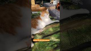 Orange cat with hyperesthesia cats cat catlover orangecat hyperesthesia catchallenge catlife [upl. by Ogeid]