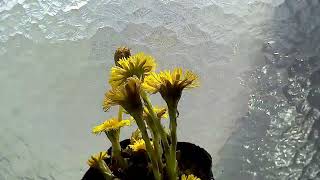 フキタンポポの開花（花の開花＃759） Flowering Tussilago farfara Timelapse [upl. by Enneicul305]