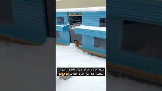 متداول سيدة قامت ببناء منزل لقطط الشوارع ليحتمو فيه 🐈🏘🐈 animals cats winter [upl. by Suoivatra]