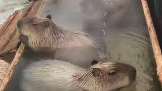 capybara hot tub [upl. by Ermeena]