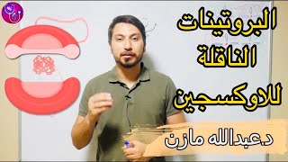 ما الفرق بين الهيموغلوبين والمايوغلوبين ؟ Hemoglobin Vs Myoglobin [upl. by Ennaus]