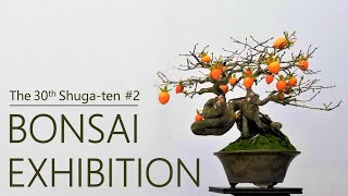 A variety of Shohin bonsai and the sales venue  The 30th Shugaten  BONSAI EXHIBITION [upl. by Asnerek]