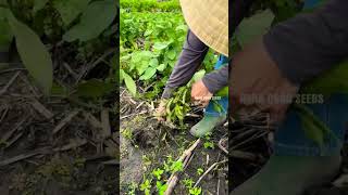 edamame harvesting beautifully farming satisfying shorts [upl. by Novanod522]