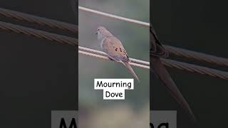 Mourning Dove call sound that everyone knows [upl. by Asilam]