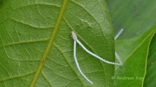 Jumping Plant Lice from Ecuador [upl. by Weasner]