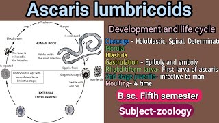 Ascaris development and life cycle Bsc Fifth semester subjectzoology [upl. by Oludoet860]