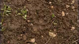 Ray Mears  Tracking wolves  VOSTFR [upl. by Tnomed]