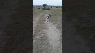 Pointer Dog ll Pointer Dog Pointing Of Quail [upl. by Attenaej963]