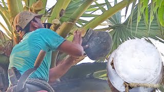 Guzzler Juice of Toddy Palm Sap  Village Palm Neera Nungu [upl. by Haywood]