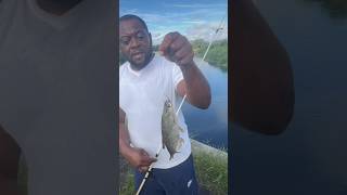 This is how I hook live shinersfishing floridaoutdoorsbaitshortsfypfypシ゚viralfuncanalhook￼ [upl. by Haleemak]