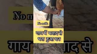 Chronic Mastitis  गाय में मवाद से भरा हुआ थन  treatment shortsviral ytshorts trending vet [upl. by Esinahs]