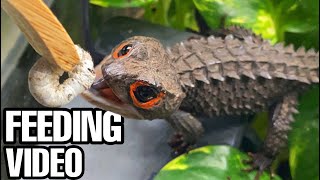 I FOUND A NEW BABY CROCODILE SKINK SILKWORM FEEDING VIDEO [upl. by Plante949]