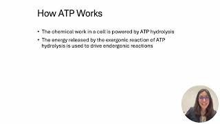 BI112 ATP and ATP cycle ch 6 [upl. by Adla]