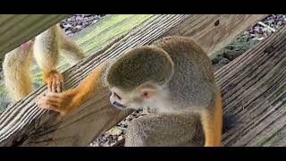 Spider Monkeys at Monkey Land Dominican Republic 2024 [upl. by Sucramd]