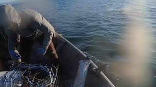 Crabbing Tillamook Bay [upl. by Lune]