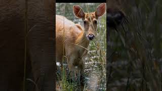 Kanhas pride Barasingha [upl. by Apthorp660]