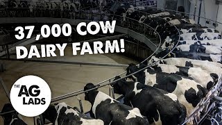 Huge scale dairy farming at Fair Oaks Farms [upl. by Denman560]