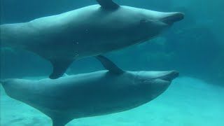 バンドウイルカ 自由に泳ぎ回ります 【名古屋港水族館】Bottlenose Dolphin Port of Nagoya Public Aquarium [upl. by Stanleigh]