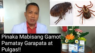 Pinaka Mabisang Gamot Pamatay Garapata At Pulgas [upl. by Suzan]