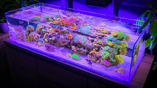 3 Hours of Shallow Reef Aquarium Relaxation Aquarium Meditation [upl. by Shult]