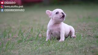 【愛微笑法國鬥牛犬舍】20241121拍攝法國鬥牛犬French Bulldog奶白母幼犬 [upl. by Nevak]