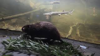 Beavers Visit Other Animals And Collect Branches [upl. by Attennaj]