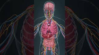 Inside the body there is a machine that operates nonstop 3d anatomy heart [upl. by Eintihw]