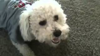 Bichon Blitz [upl. by Funda]