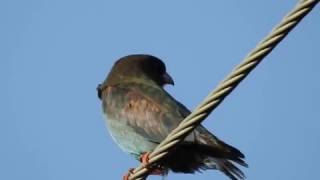 Dollar Birds on the power lines [upl. by Derdle]