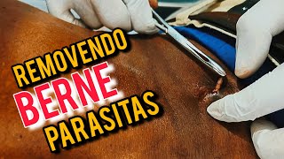 🎯 RETIRADA DE °BERNE PARASITÁRIA° ❌️ [upl. by Doelling710]