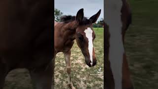 Update teeth foal horse equestrian babyhorse babyanimals horseeducation viral [upl. by Nylek]