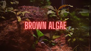 AQUARIUM ALGAE GUIDE Ep 2 Brown Algae  Diatoms [upl. by Marsden]