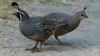 California Quail family [upl. by Odlanir216]