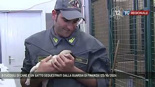 9 CUCCIOLI DI CANE E UN GATTO SEQUESTRATI DALLA GUARDIA DI FINANZA  25102024 [upl. by Yniffit]