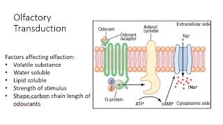 Olfaction Physiology  Transduction and pathway [upl. by Yousuf828]