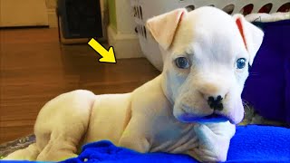 He Dumps Puppy Born Without Paws amp Tells Vet To Euthanize Him What Happens Next Will Make You Cry [upl. by Tarton]