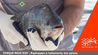 TANQUE REDE RHV  Repicagem e tratamento dos peixes adultos e alevinos [upl. by Ahseiyt475]