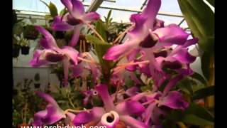 OrchidWeb  Dendrobium nobile var cooksonianum [upl. by Ennire]