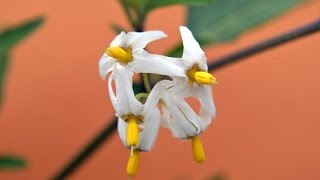 TOMATITO DEL DIABLO o HIERBA MORA Solanum nigrum PLANTAS MEDICINALES [upl. by Polad828]