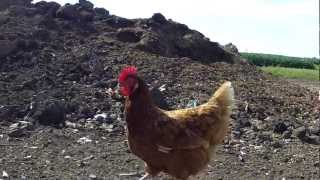 Market  Raising Hogs and Chickens on a Minnesota Family Farm [upl. by Anelys]