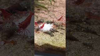 Cherry shrimp family feast❤️🦐 aquascapeaquarium [upl. by Balkin]